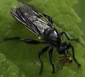 Common Black Laphria - photo 3