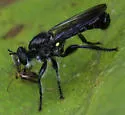 Common Black Laphria - photo 4