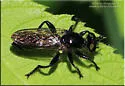 Common Black Laphria - photo 5