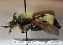 Champlain Laphria