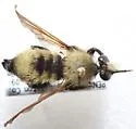Champlain Laphria - photo 2