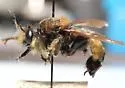 Champlain Laphria - photo 3