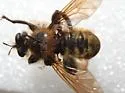 Champlain Laphria - photo 4