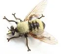 Champlain Laphria - photo 5
