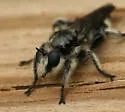 Ashy Laphria