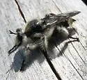 Ashy Laphria - photo 2
