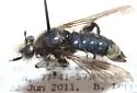 Ashy Laphria - photo 3