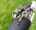 Ashy Laphria - photo 5