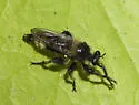 Columbia Laphria - photo 2