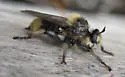 Columbia Laphria - photo 3