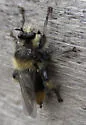 Columbia Laphria - photo 4