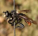Red-tailed Laphria