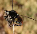 Red-tailed Laphria - photo 2
