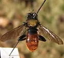 Red-tailed Laphria - photo 3