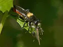 Red-tailed Laphria - photo 4