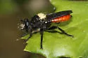 Red-tailed Laphria - photo 5