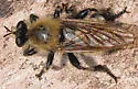 Southwestern Laphria