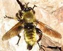 Southwestern Laphria - photo 2