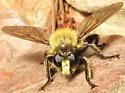 Southwestern Laphria - photo 3