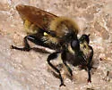 Southwestern Laphria - photo 4