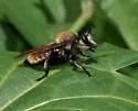 Southwestern Laphria - photo 5