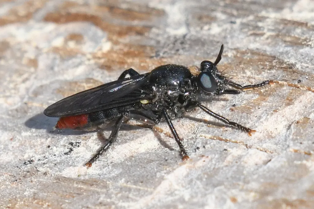 Variable Laphria - photo 2