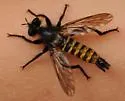 Fierce Laphria