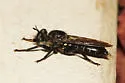 Fierce Laphria - photo 2