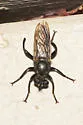 Fierce Laphria - photo 3