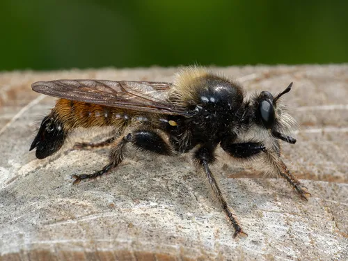 bumblebee robberfly