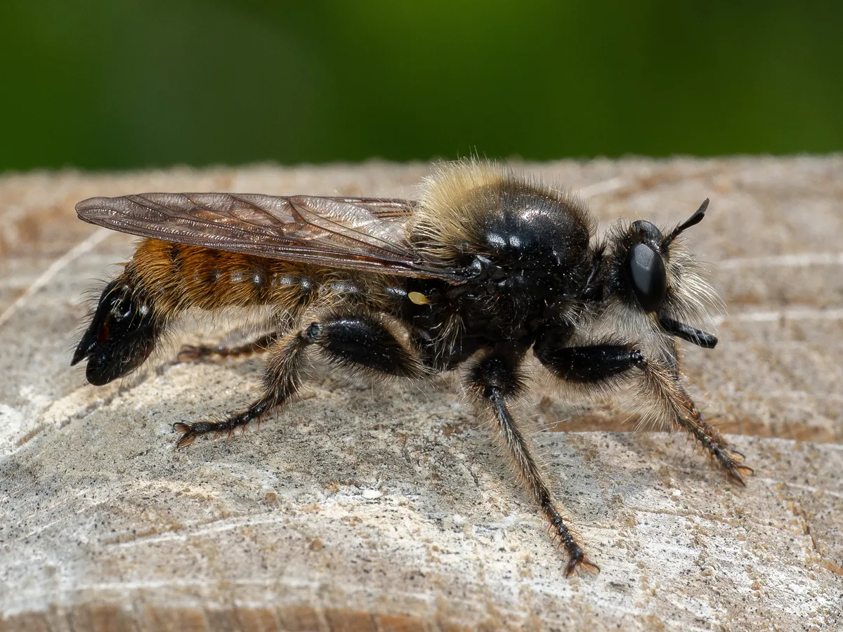 bumblebee robberfly - photo 3