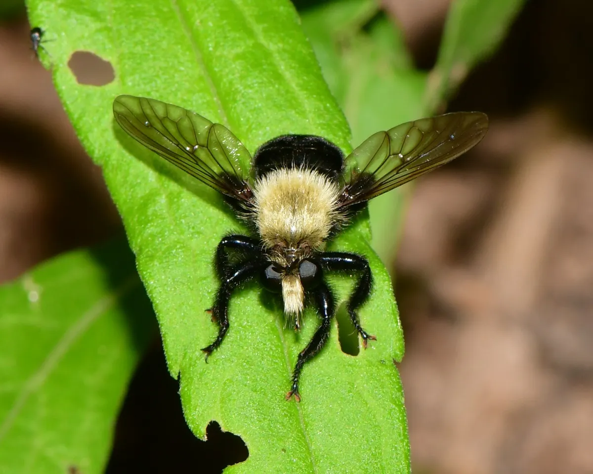 Black-tailed Laphria - photo 3