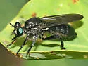Western Black Laphria