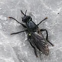 Western Black Laphria - photo 2