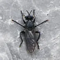 Western Black Laphria - photo 3