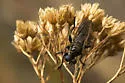 Western Black Laphria - photo 4