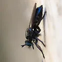 Western Black Laphria - photo 5