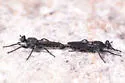 Orange-patched Laphria - photo 2