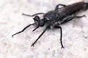 Orange-patched Laphria - photo 3