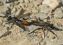 Orange-patched Laphria - photo 4