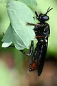 Orange-patched Laphria - photo 5