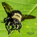 Huron Laphria - photo 2