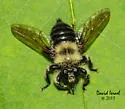 Huron Laphria - photo 3