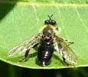 Huron Laphria - photo 4