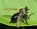 Huron Laphria - photo 5