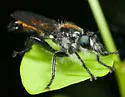 Arrowhead Laphria