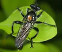 Arrowhead Laphria - photo 2