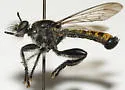 Arrowhead Laphria - photo 3
