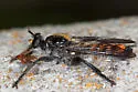 Arrowhead Laphria - photo 4