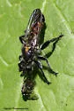Arrowhead Laphria - photo 5